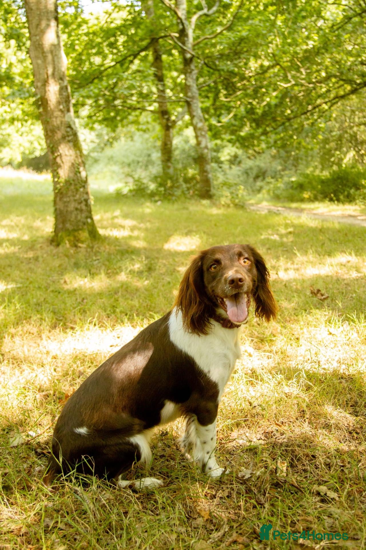 English Springer Spaniel dogs Springer Spaniel Boy for Sale - Advert 2
