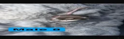 Mouse rodents for sale: Baby mice  - Advert 16