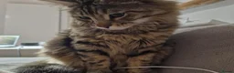 Mixed Breed cats for sale: Looking for a Home of Handsome BengalxMaine Coon in Hinckley - Advert 9