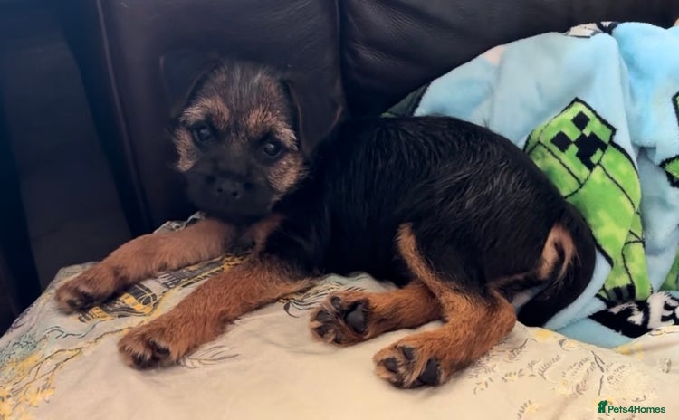 Border Terrier dogs - Advert 2