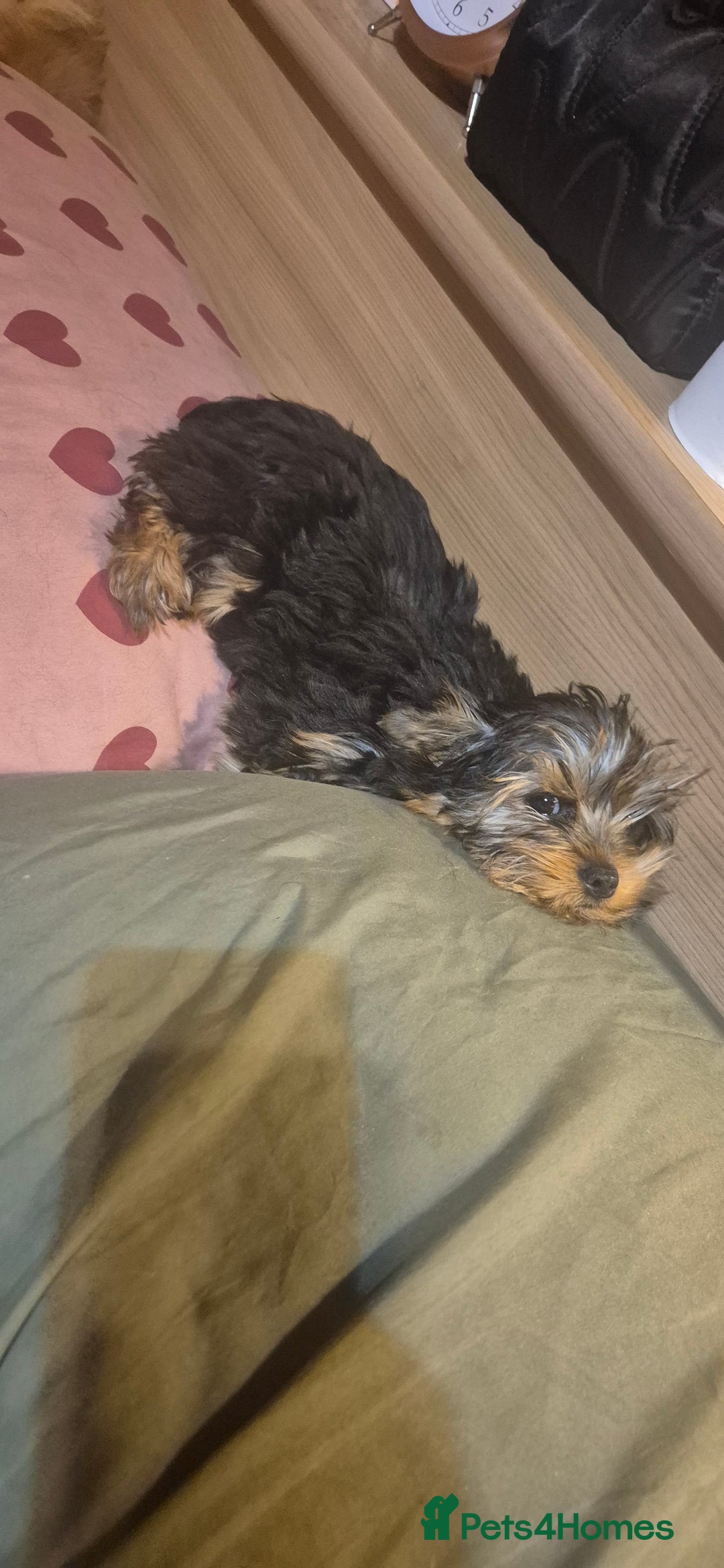 Yorkshire Terrier dogs for sale: Yorkshire Terrier Baby face boys for Sale  😍 - Image 12