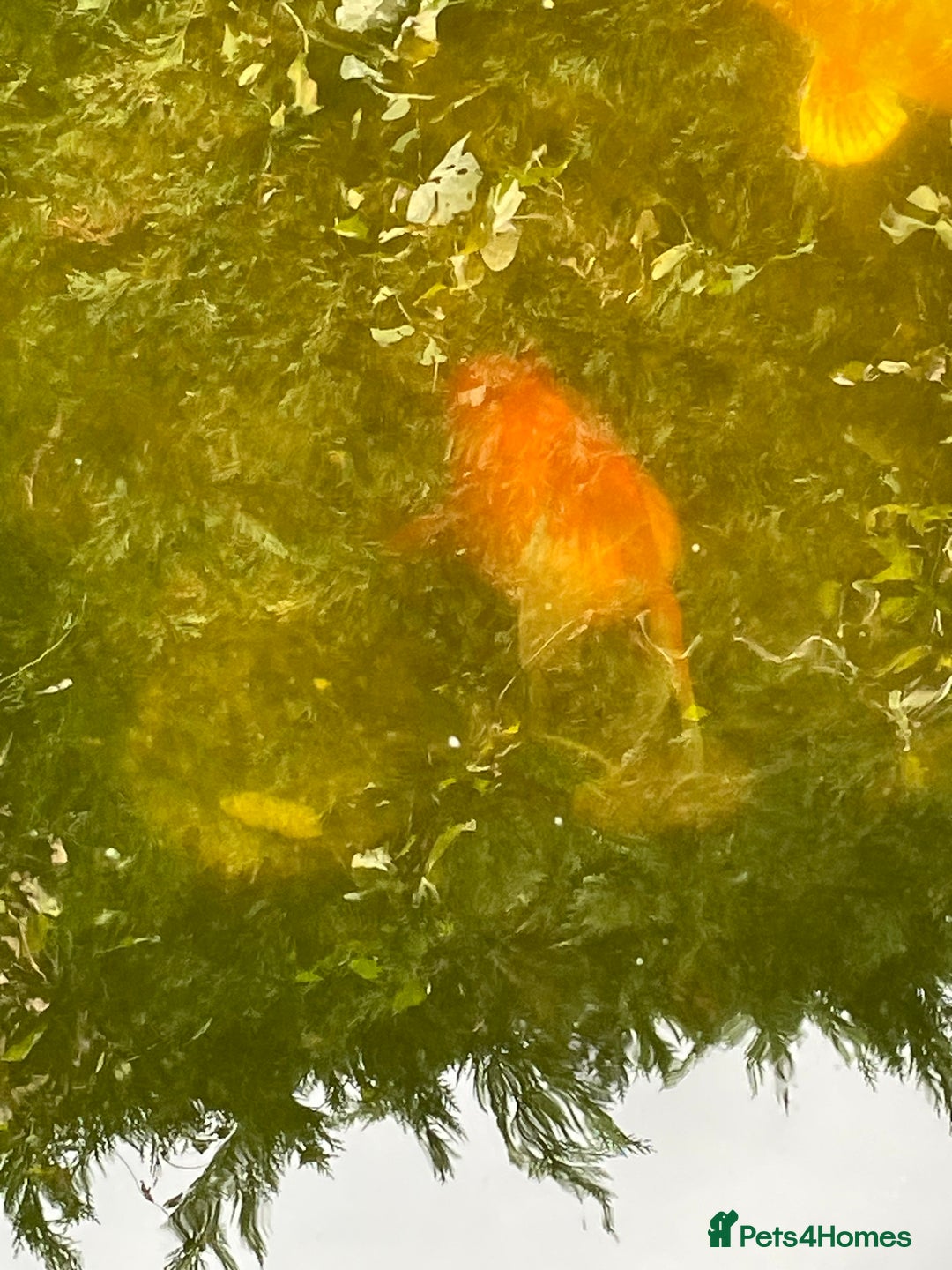 Koi Carp fish for sale: Koi Carp for Sale (rehoming due to baby and dog)  - Advert 29