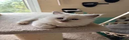 Ragdoll cats for sale: Gccf babies  - Advert 12