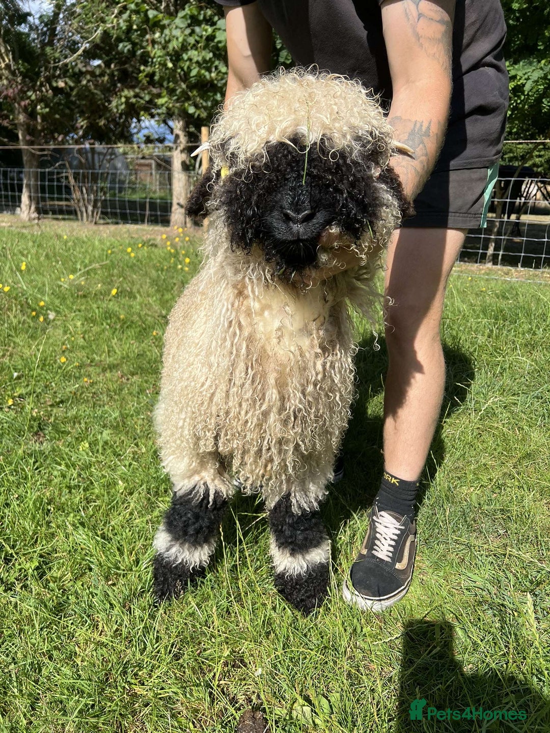 Sheep livestock for sale: Registered Valais Ewe’s  - Image 6