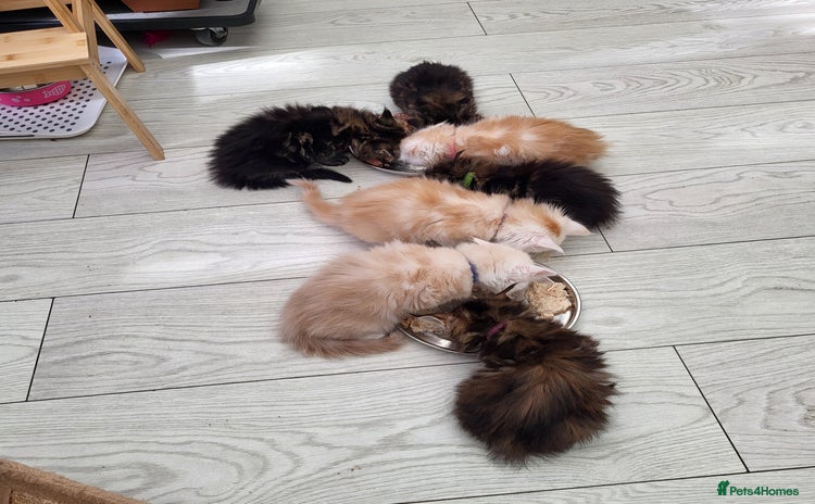 Maine Coon cats - Advert 1