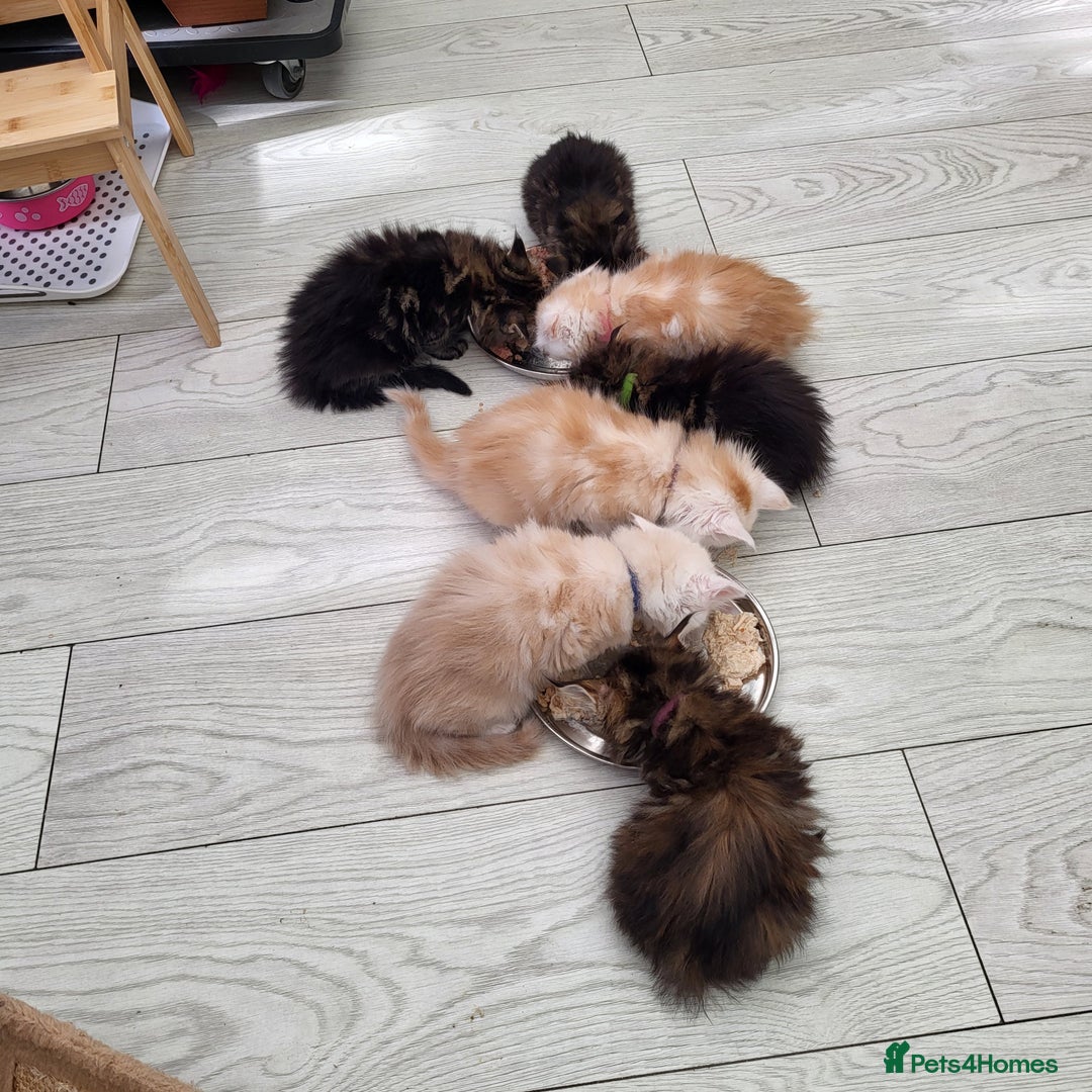 Maine Coon cats for sale: Maine Coon kittens ready soon CF81  - Image 1