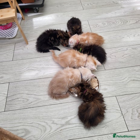 Maine Coon cats - Advert 5
