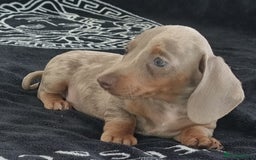 Dachshund dogs for sale: Gorgeous Mini Dachshund puppy's  - Image 7
