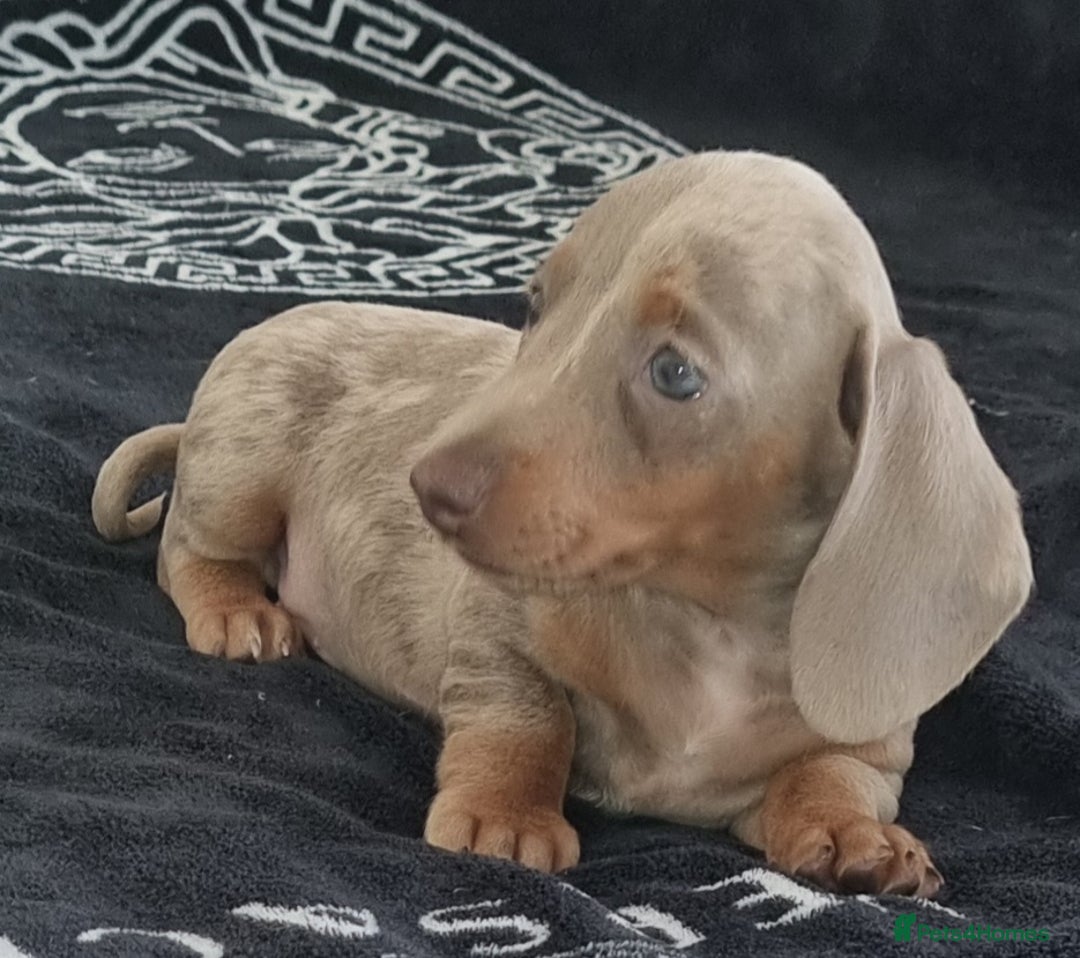 Dachshund dogs for sale: Gorgeous Mini Dachshund puppy's  - Image 7