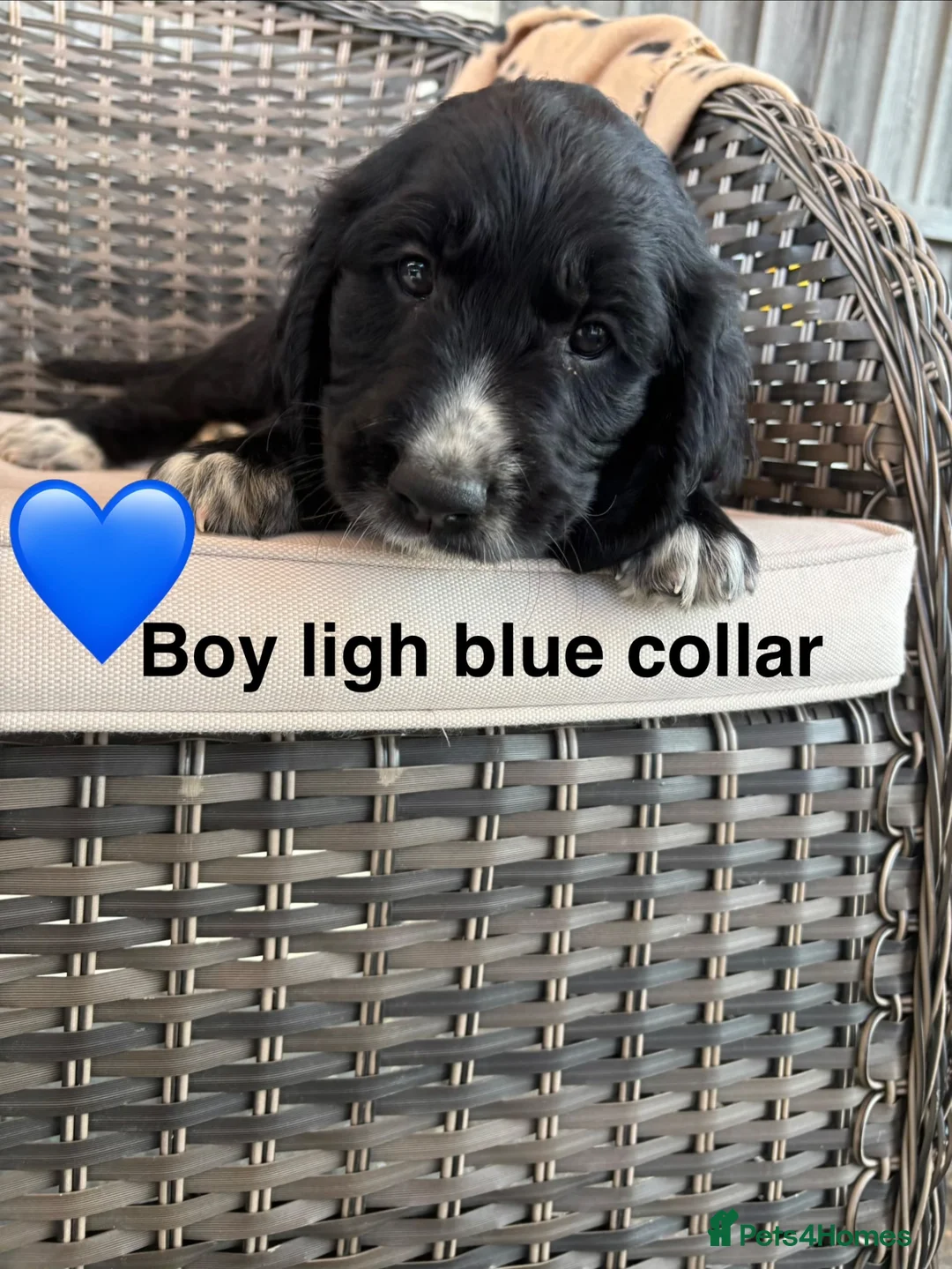 Cocker Spaniel dogs for sale: Cocker spaniel puppies  - Advert 14