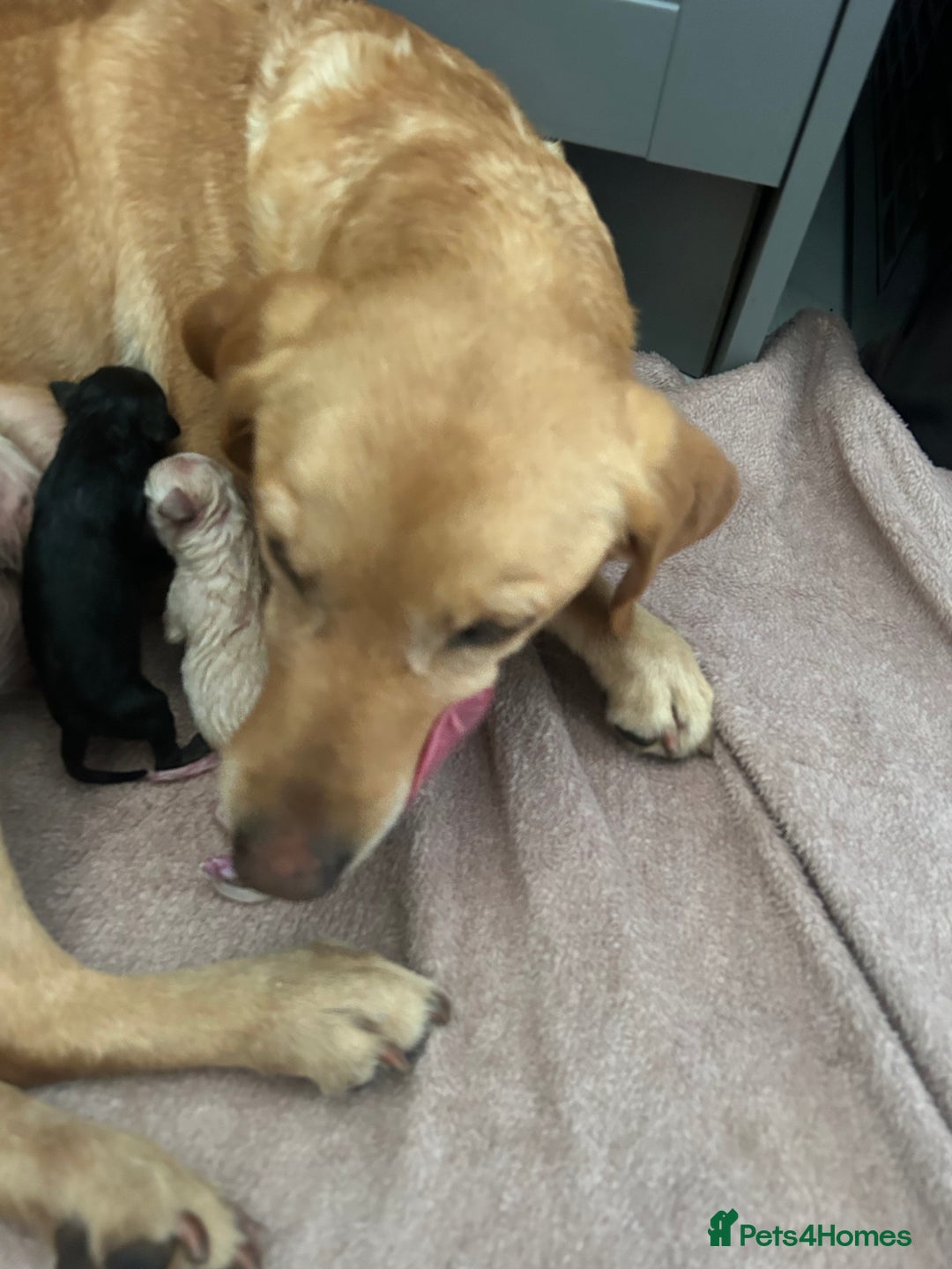 Labrador Retriever dogs for sale: Labrador pups  - Image 10