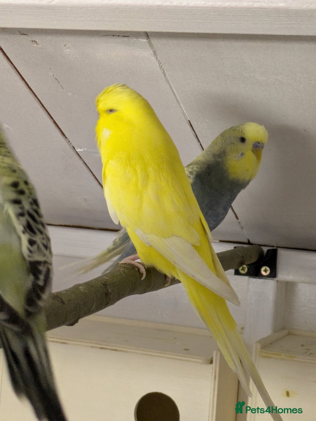 Budgerigars birds for sale: Mixed budgies nice colours  - Image 6