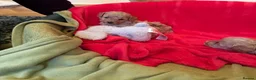 Cavapoo dogs for sale: Adorable Cavapoo Puppies for Sale 🐶� in Walsall - Advert 6