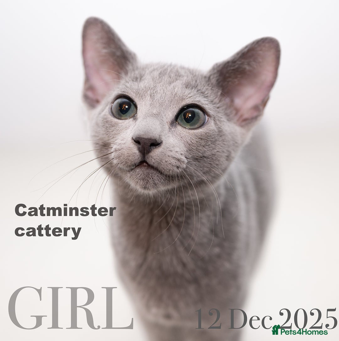 Russian Blue cats for sale: Exquisite Purebred Russian Blue Kittens 🐾 - Advert 2