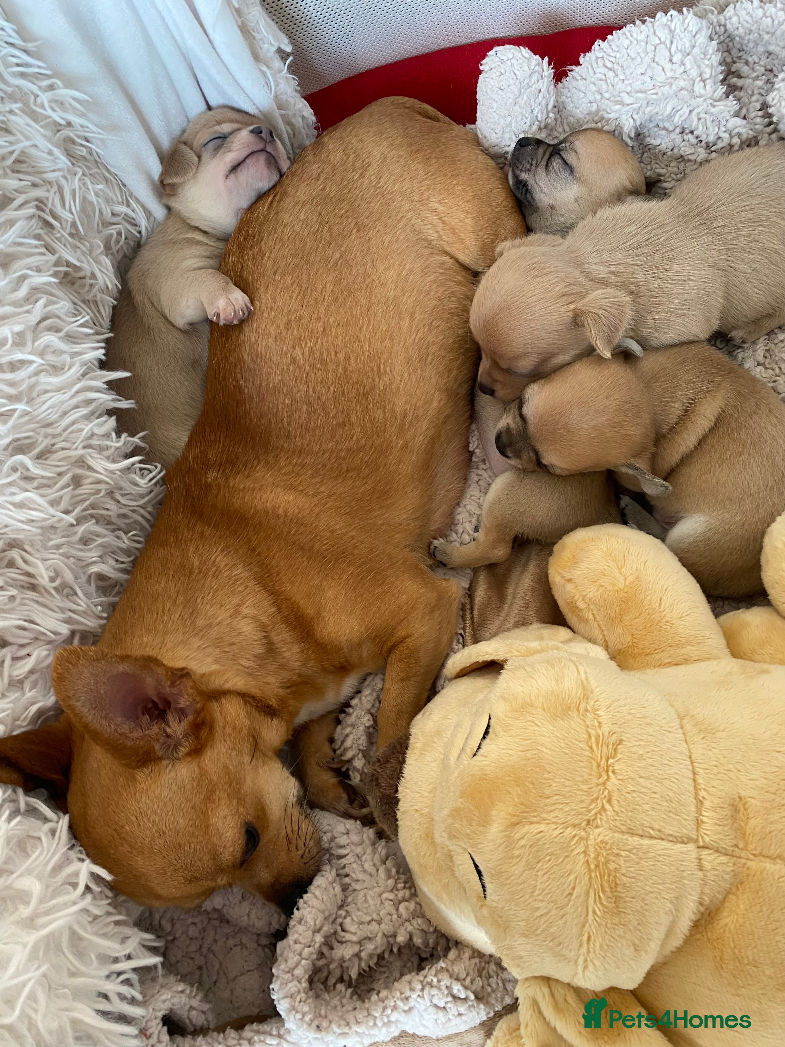 Chihuahua dogs Stunning Chihuahuas  - Advert 6