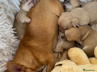 Chihuahua dogs Stunning Chihuahuas - Advert 3