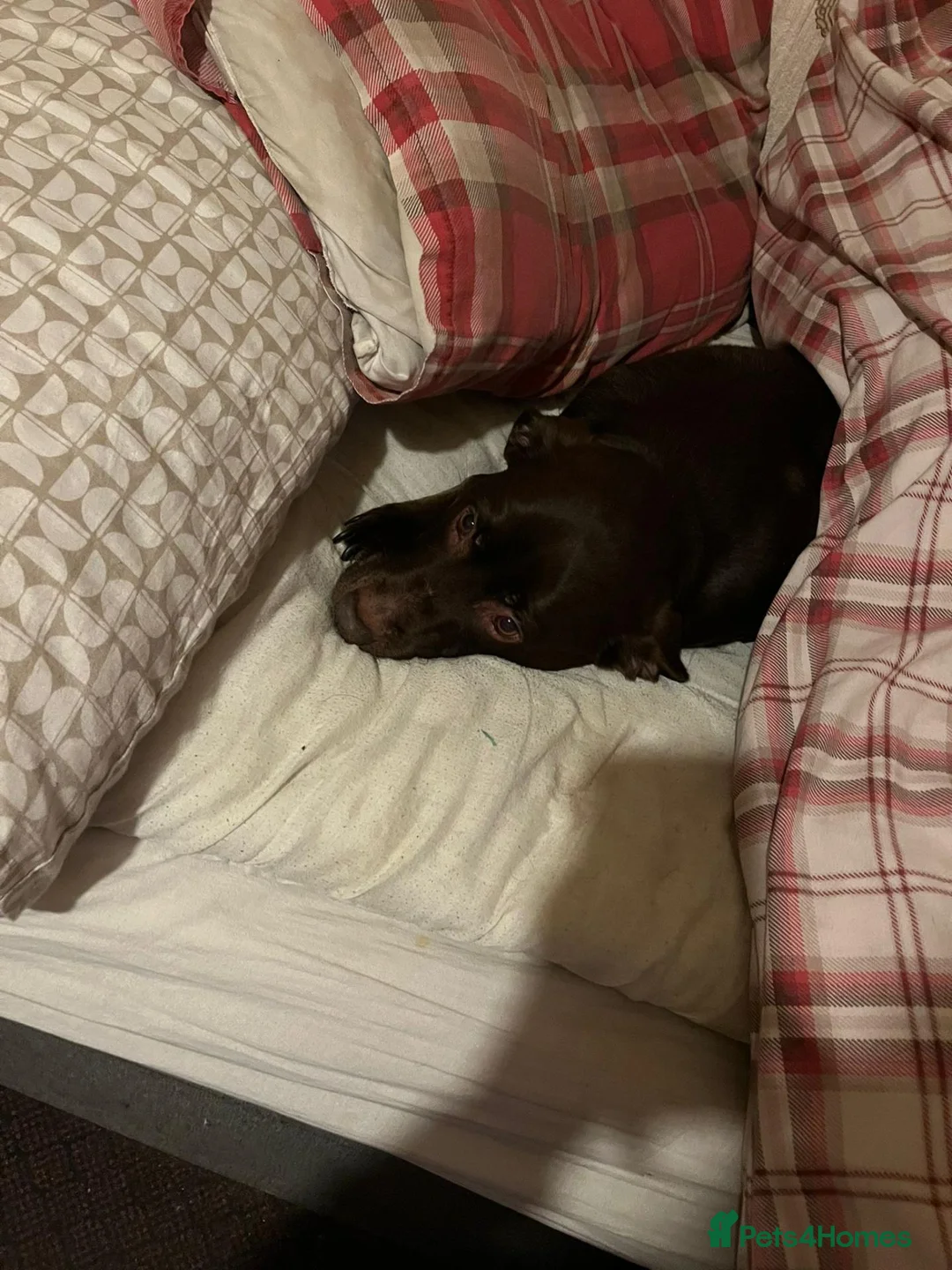 Labrador Retriever dogs for sale: Her name is skye - Advert 2
