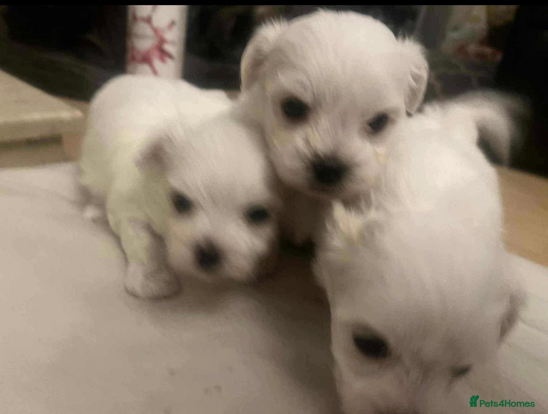Maltese dogs for sale: 3 Maltese puppy’s  - Image 11