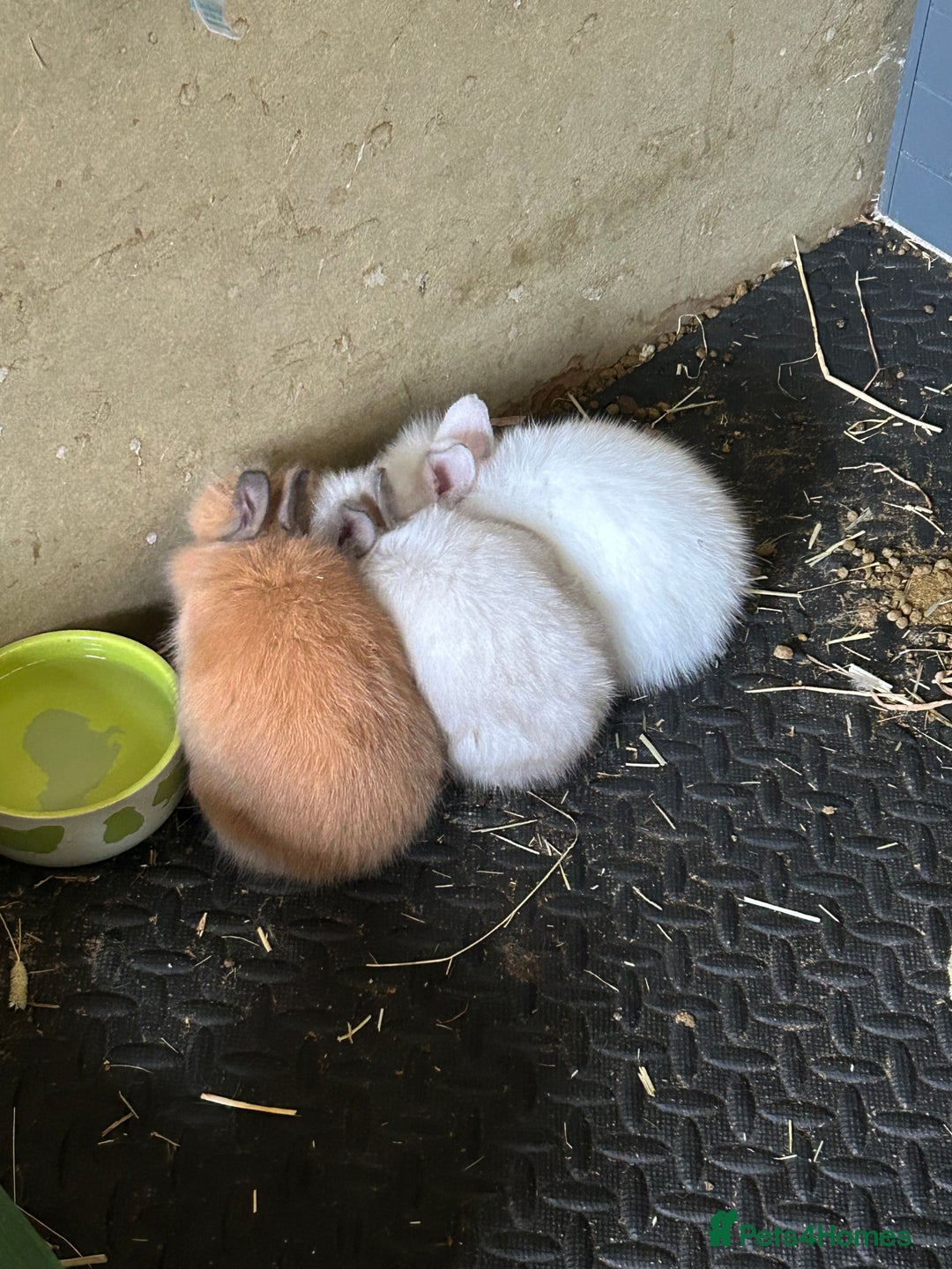 Lionhead rabbits for sale: Angora X lionhead male- NOW RESERVED - Image 5