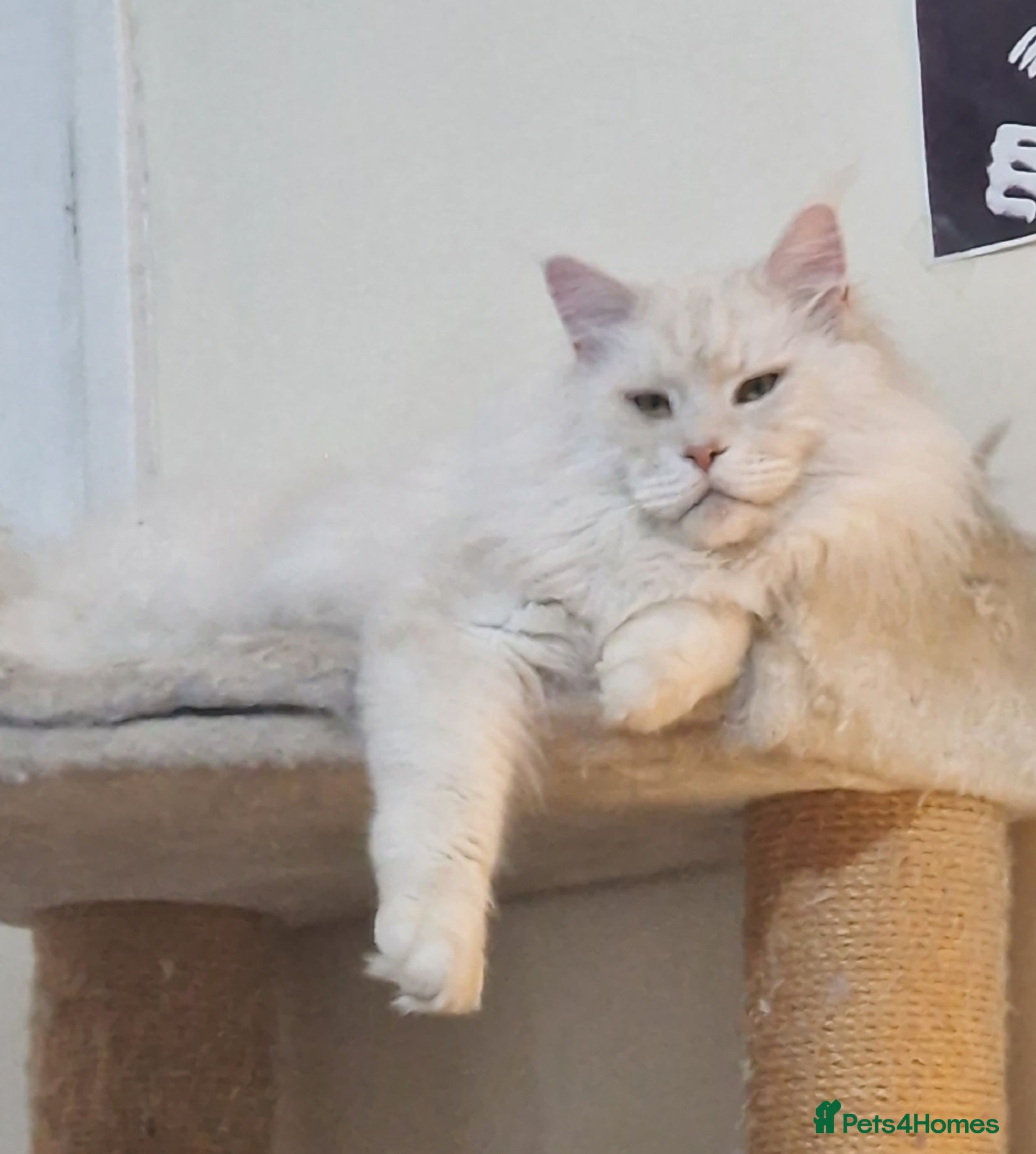 Maine Coon cats Gorgeous big boy Maine Coon  - Advert 18