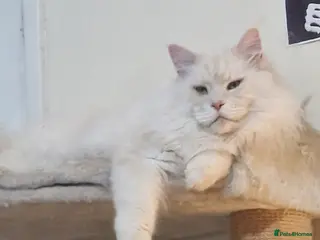 Maine Coon cats Gorgeous big boy Maine Coon - Advert 18