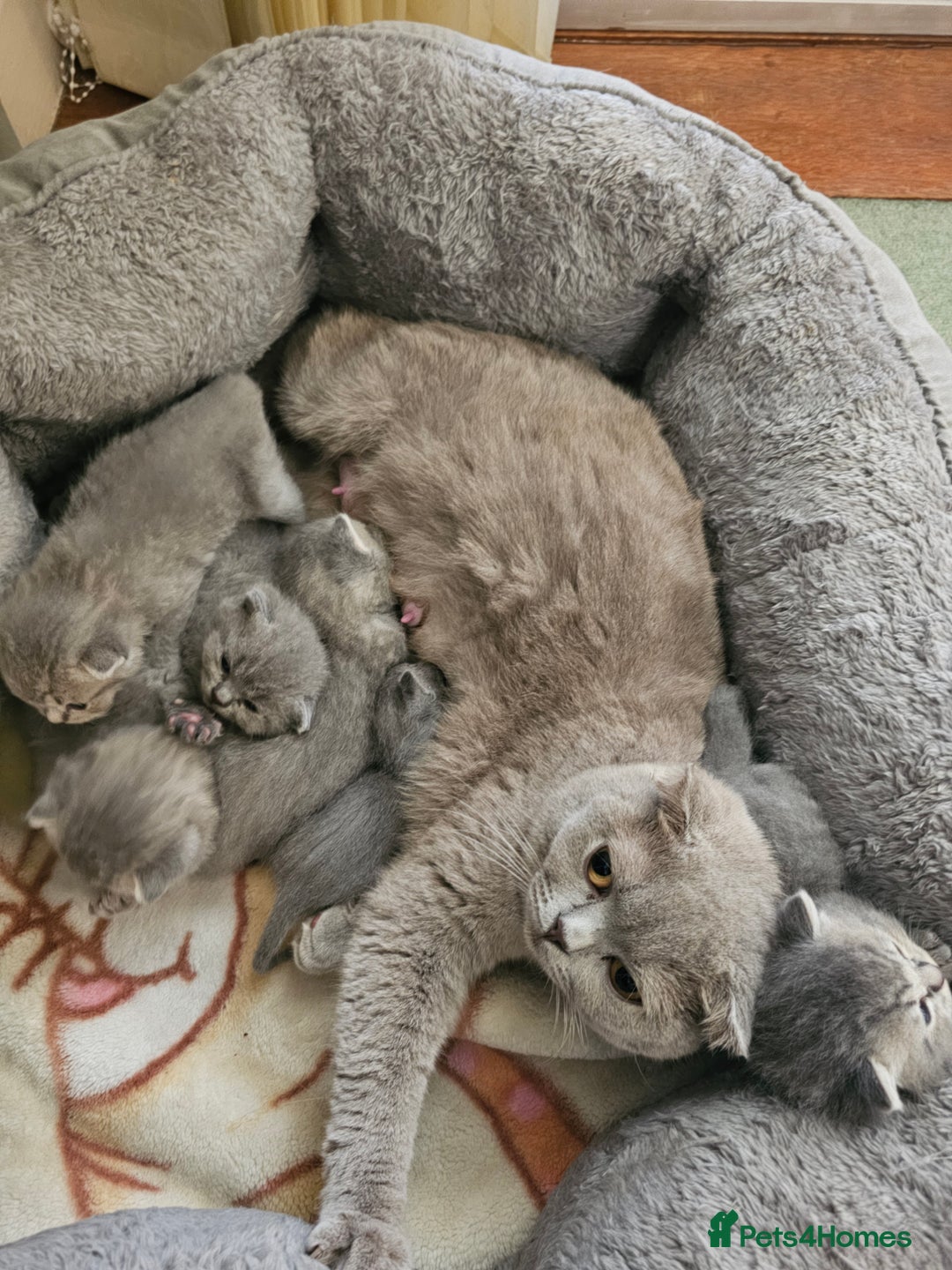 British Shorthair cats for sale: Beautiful British Shorthair Kittens for Sale - Advert 15