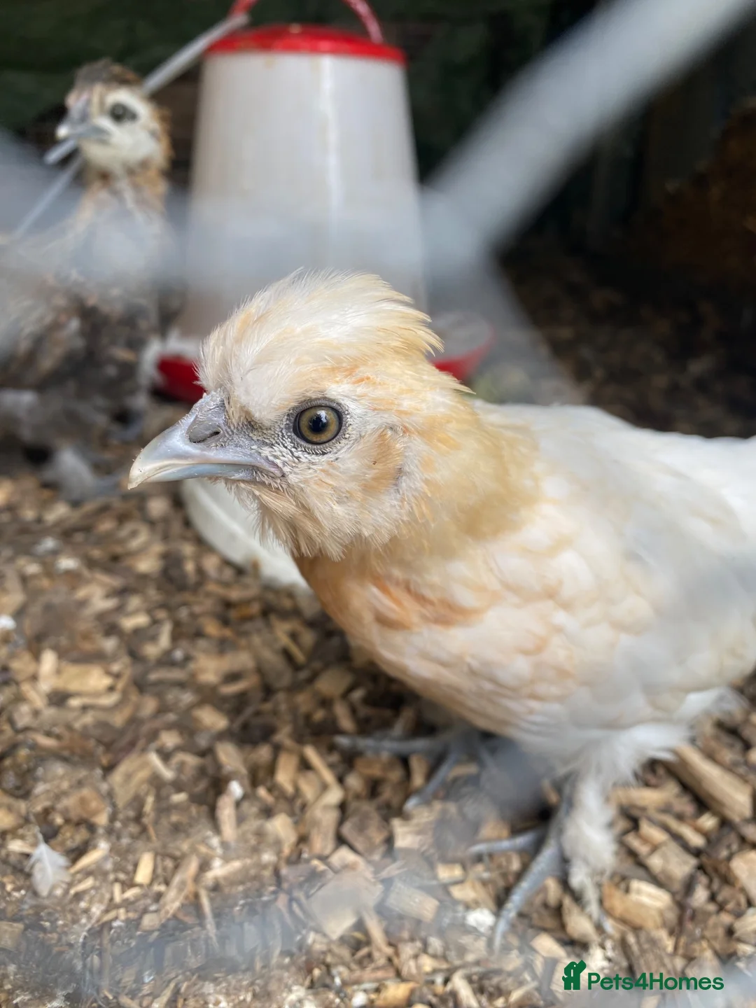 Chickens poultry for sale: Fancy chickens for sale - Advert 1