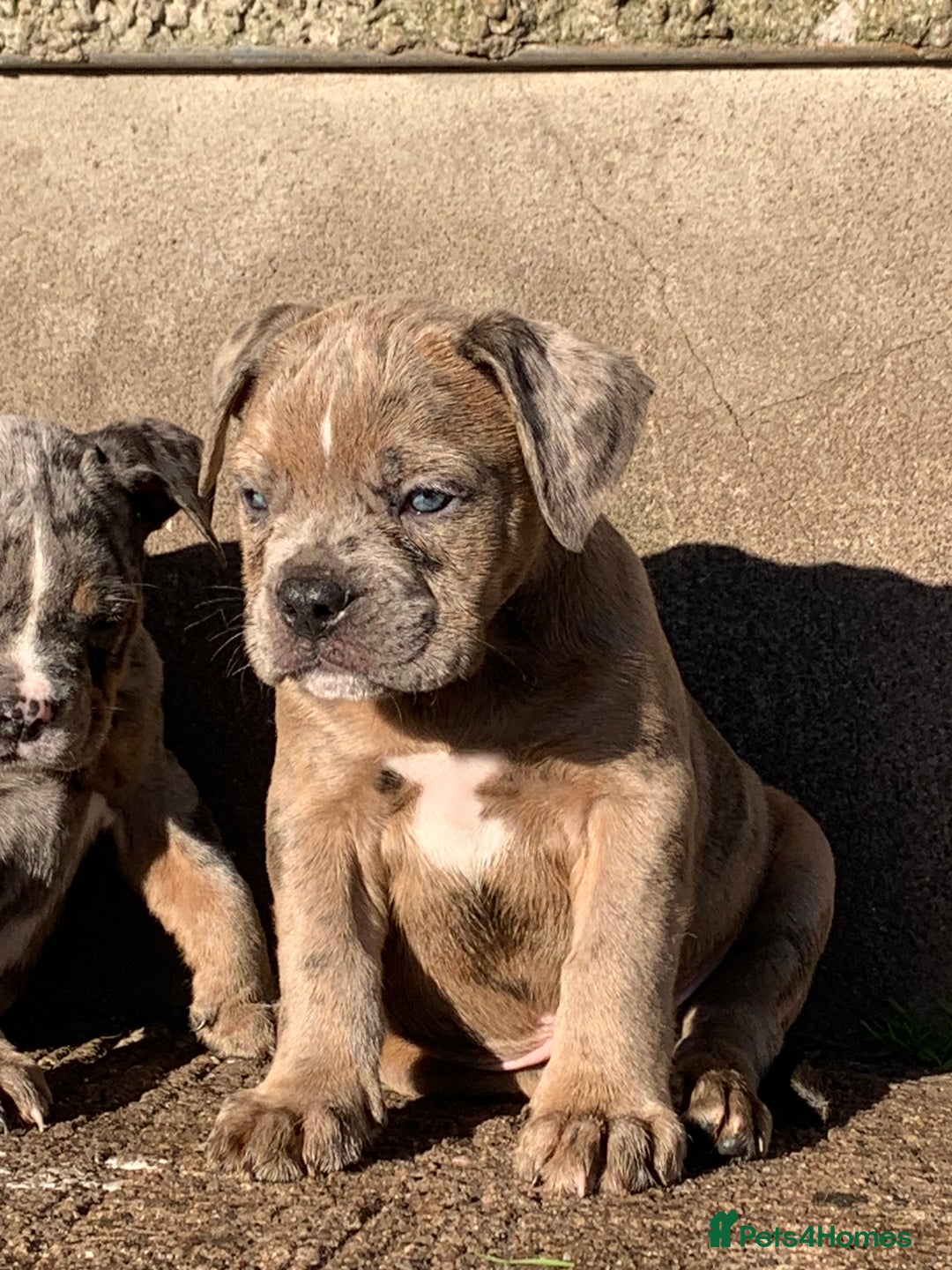 Olde English Bulldogge dogs for sale: Olde English bulldogges generational  - Advert 15