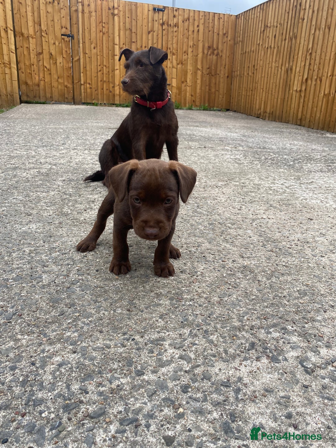 Patterdale Terrier dogs for sale: ⭐️PATTERDALE TERRIER PUPPIES  - Image 8
