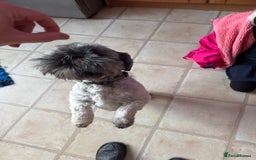 Lhasa Apso dogs for sale: Beautiful kc reg male  - Image 6