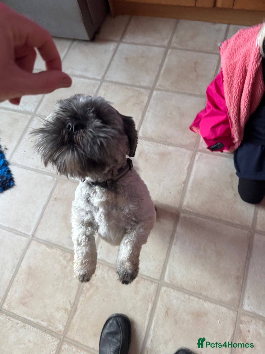 Lhasa Apso dogs for sale: Beautiful kc reg male  - Image 6