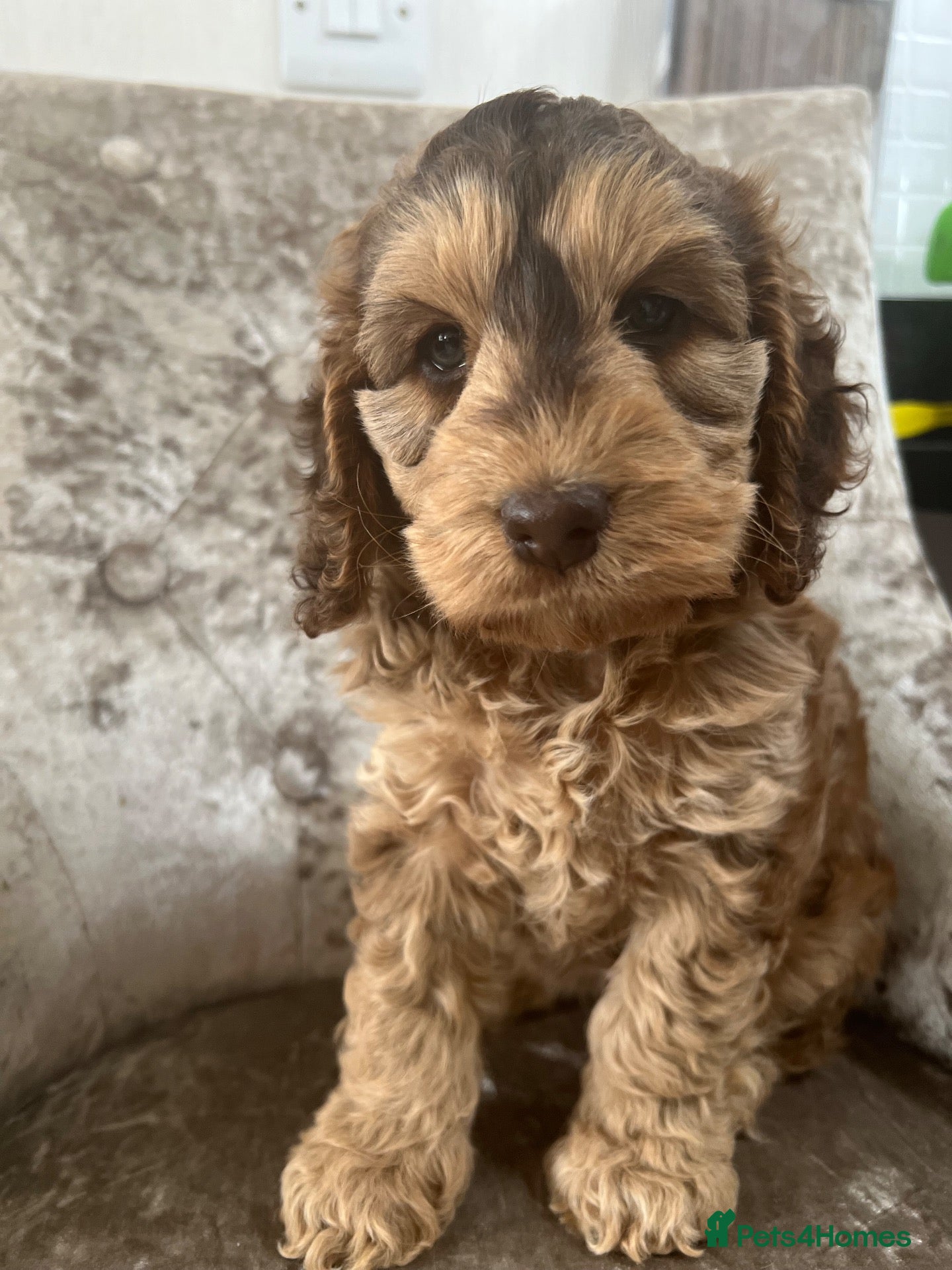 Cockapoo dogs F1 Cockapoo’s Health tested parents - Advert 2
