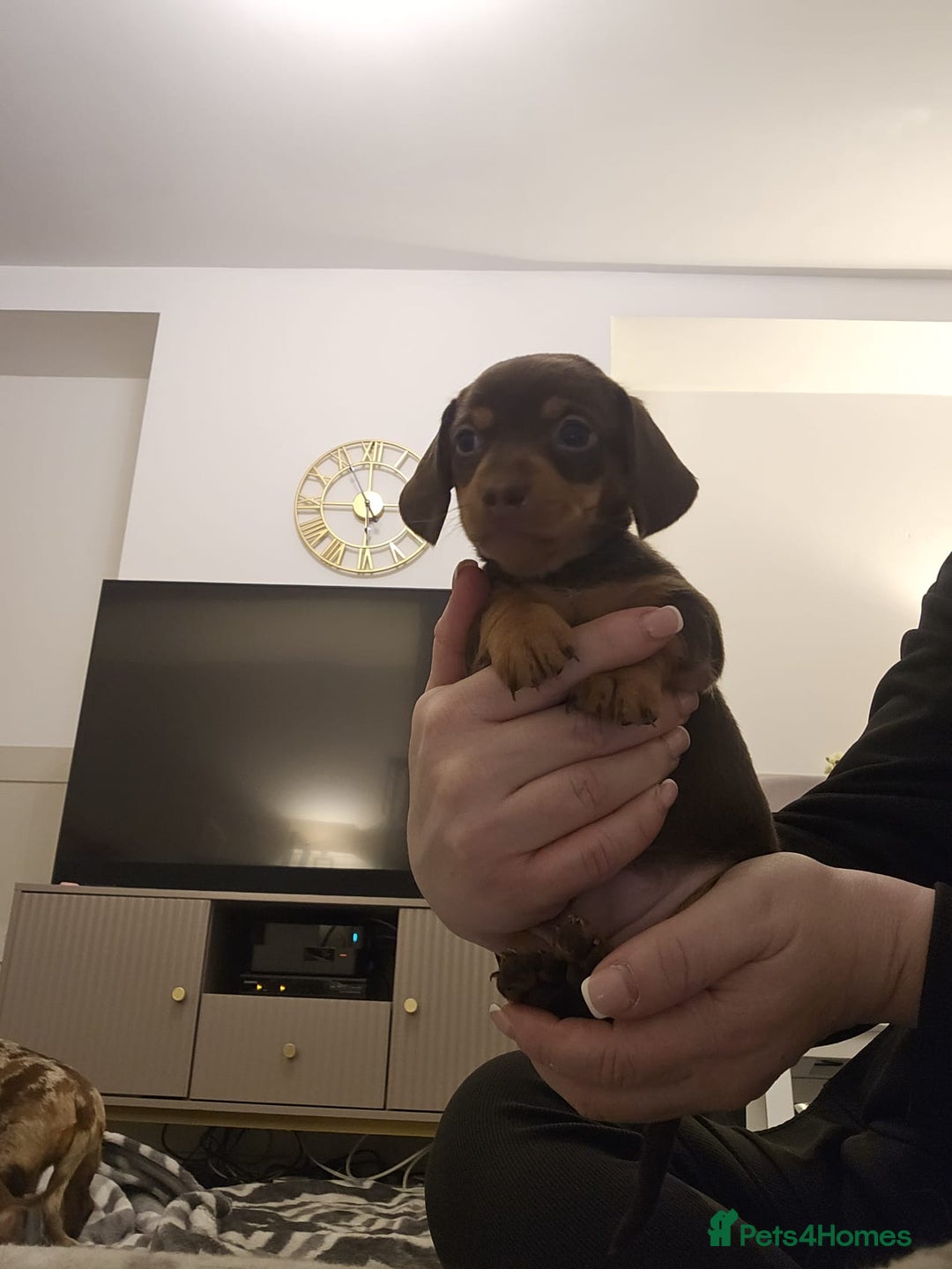 Miniature Dachshund dogs for sale: Stunning miniature dachshund puppies - Advert 25