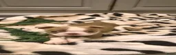 Boston Terrier dogs for sale: Beautiful boston puppies  - Advert 3