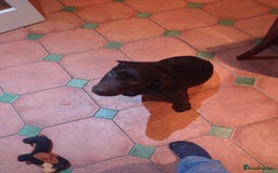 Labrador Retriever dogs for sale: Labrador puppy  - Image 4