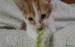 American Shorthair cats for sale: Lovely little kittens, lots of different colours! - Image 13