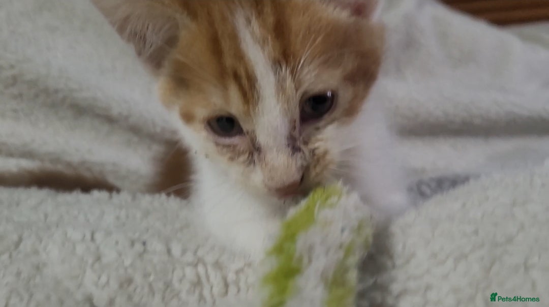 American Shorthair cats for sale: Lovely little kittens, lots of different colours! - Image 13