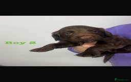 Cocker Spaniel dogs for sale: Cocker Spaniel Puppies for sale  - Advert 5