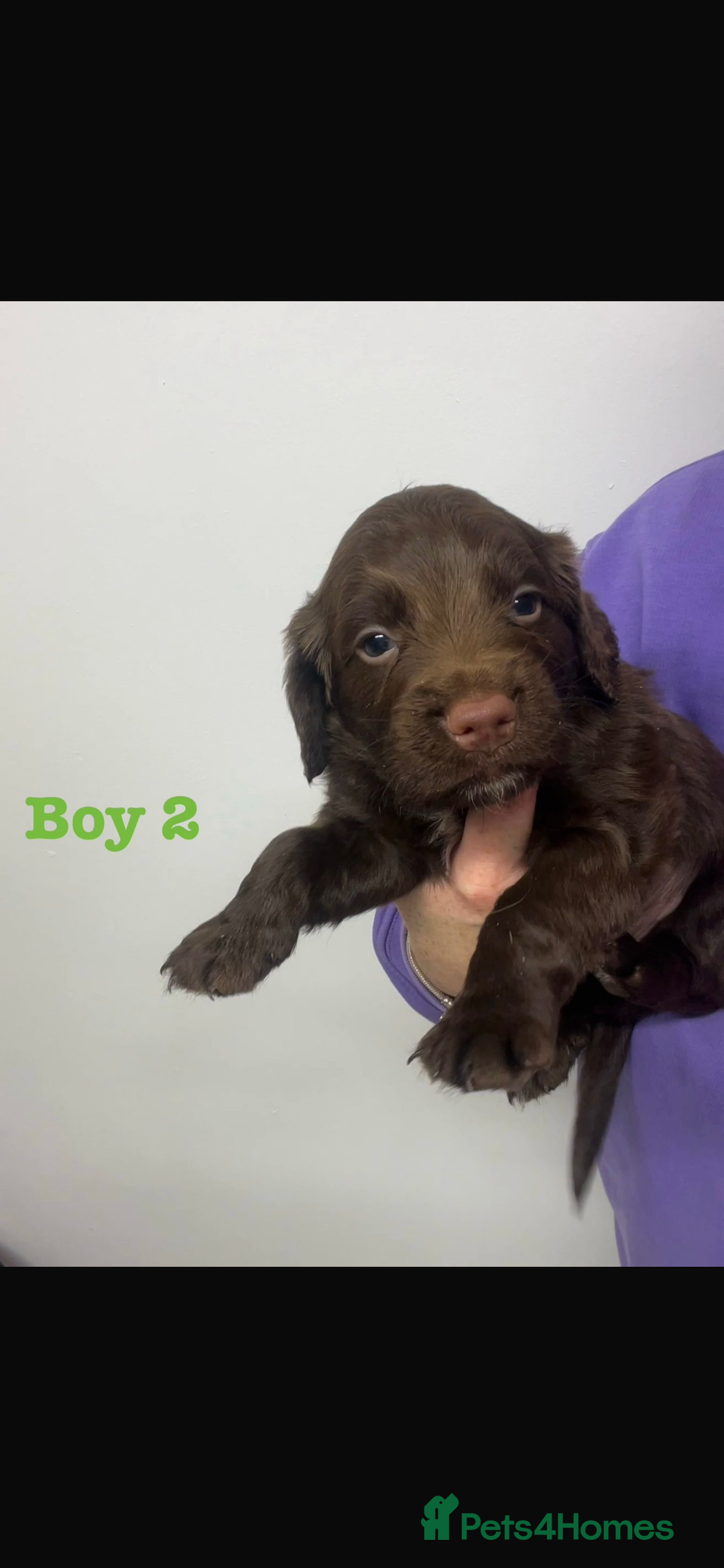 Cocker Spaniel dogs for sale: Cocker Spaniel Puppies for sale  - Advert 5