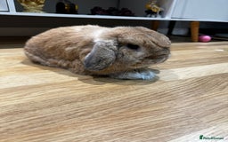 Mini Lop rabbits for sale: 2 male mini lops for sale - Advert 1