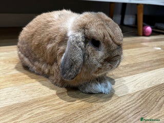 Mini Lop rabbits for sale: 2 male mini lops for sale - Advert 1