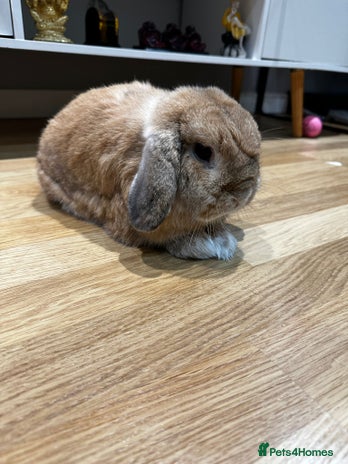 Mini Lop rabbits 2 male mini lops for sale - Advert 1