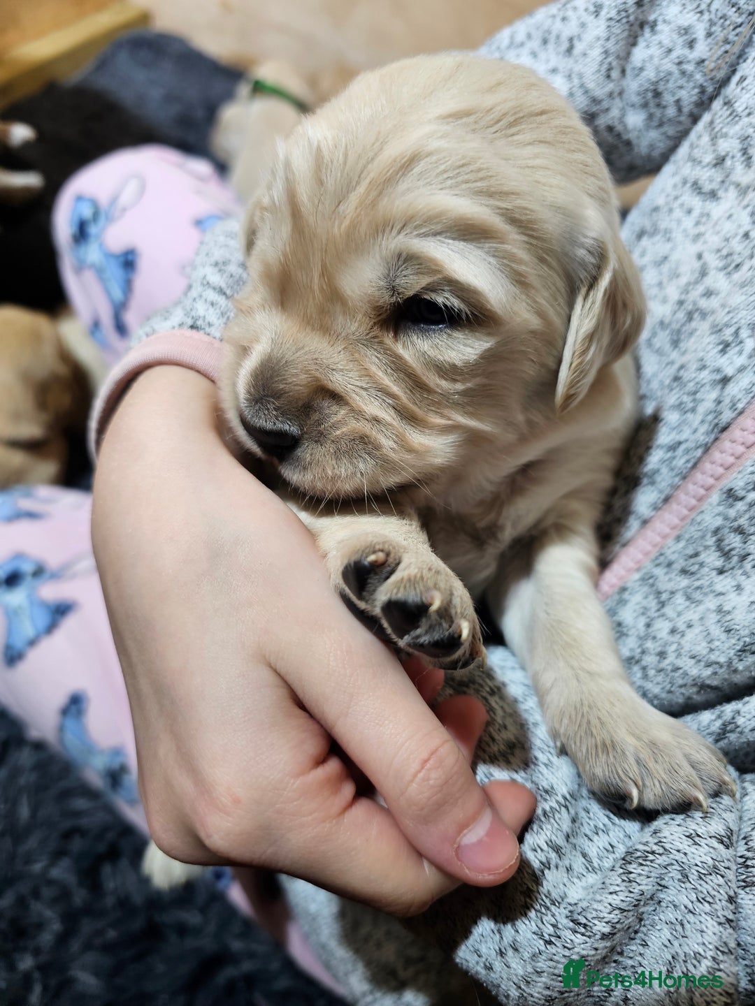 Golden Retriever dogs for sale: Golden retriever puppy for sale in Harrow  London - Advert 3