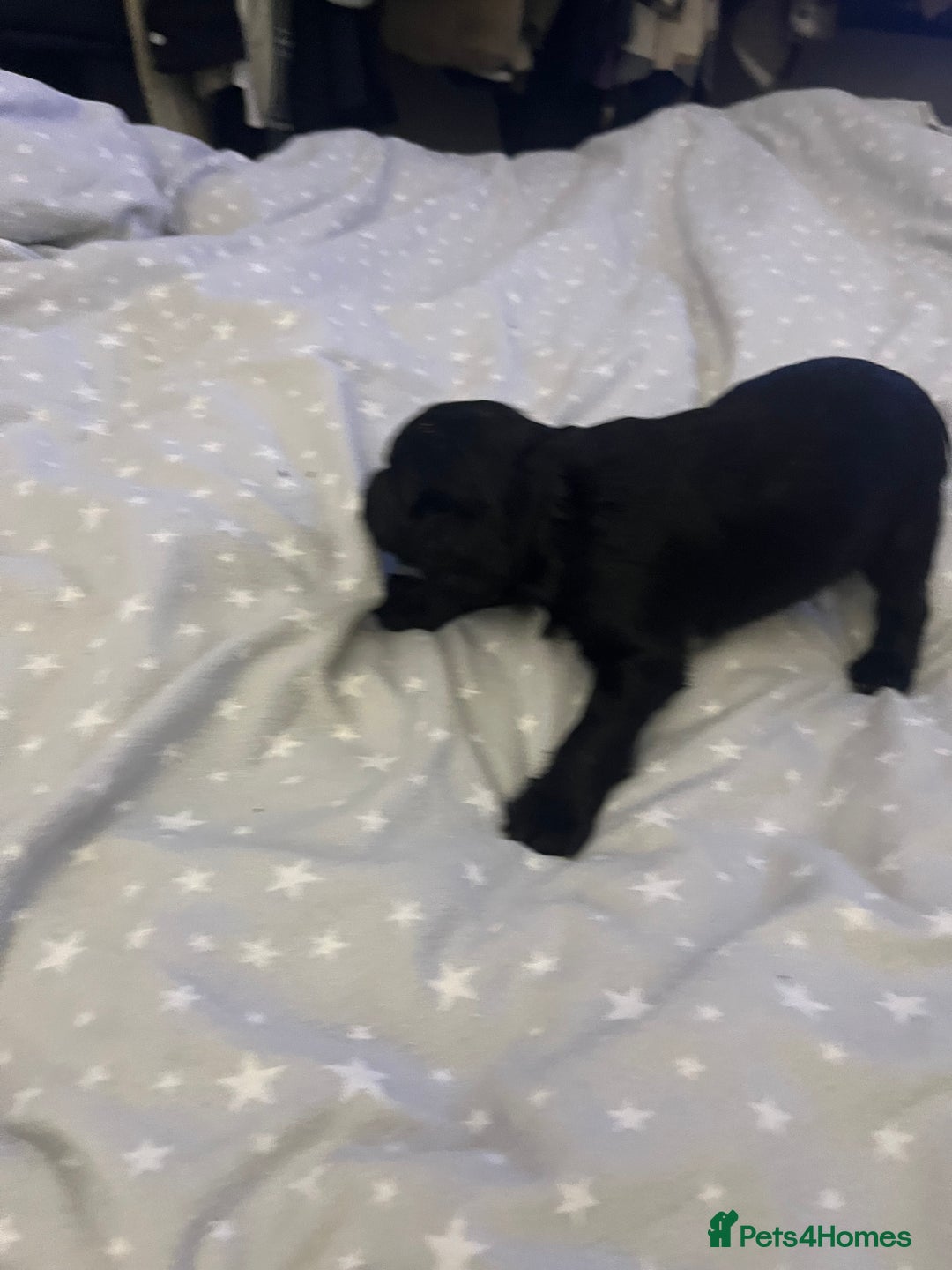 Mixed Breed cats for sale: SPROCKER SPANIEL PUPPIES  - Advert 5