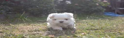 Maltese dogs for sale: Beautiful Maltese Boy in Grantham - Advert 6