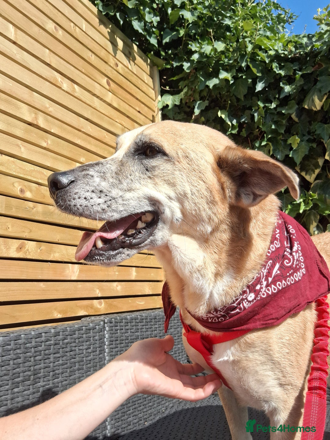 Mixed Breed dogs for sale: Big Golden Boy for Adoption  - Image 1
