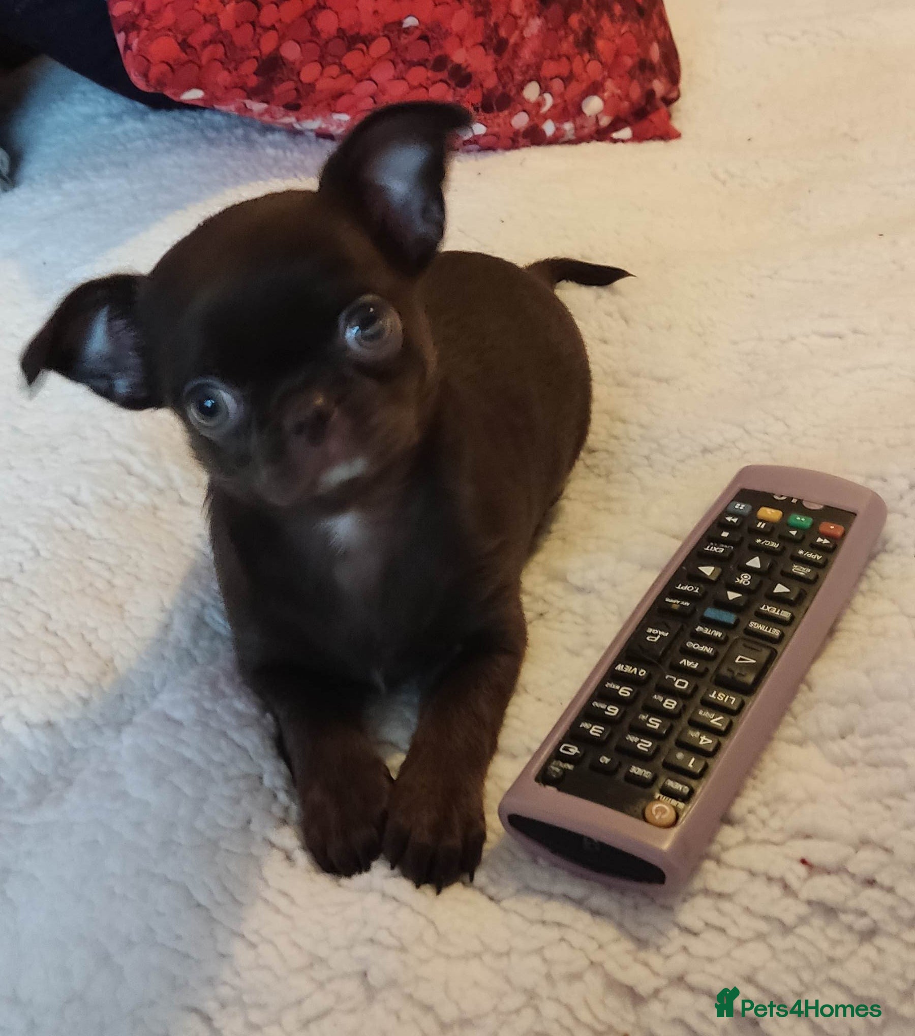 Chihuahua dogs Beautiful Chocolate Chihuahua Girls  - Advert 1