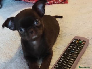 Chihuahua dogs Beautiful Chocolate Chihuahua Girls - Advert 1