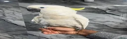 Mixed Breed birds for sale: Stunning Selection Baby HandReared Loving Parrot in Nottingham - Advert 12