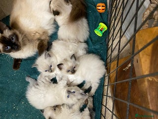 Ragdoll cats Ragdoll Kittens ready before Xmas - blue / seal - Advert 2